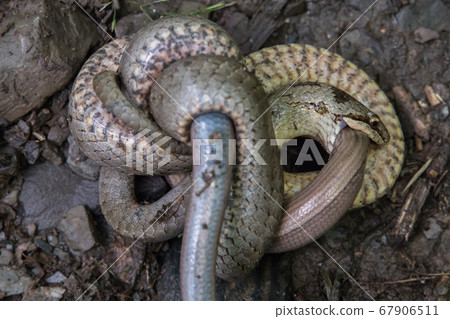 Smooth snake (Coronella austriaca) Smooth snake (Coronella austriaca) 67906511