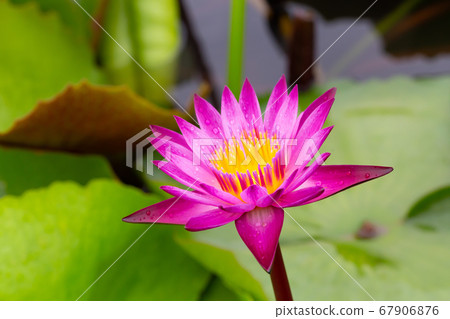 Water lilies aquatic herbs in temperate and Water lilies aquatic herbs in temperate and 67906876