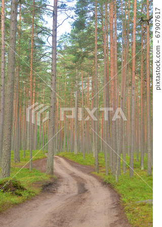 Path in a pine forest. 67907617