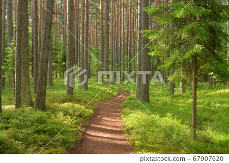 Path in a pine forest. 67907620