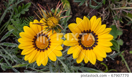 Close-up photo of two beautiful yellow garden flowers Gazania Gazania linearis in a flower bed in the Park. Close-up photo of two beautiful yellow garden flowers Gazania Gazania linearis in a flower bed in the Park. 67907770