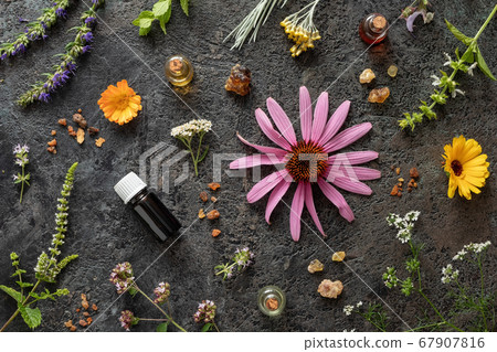 Bottles of essential oil with frankincense, echinacea, hyssop and other herbs on a dark background Bottles of essential oil with frankincense, echinacea, hyssop and other herbs on a dark background 67907816
