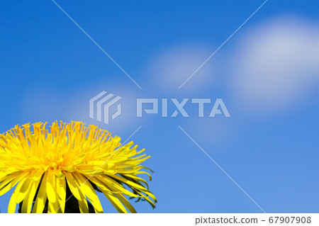 dandelion flower on a background of blue sky with 67907908