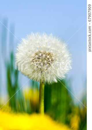 Dandelion seed head or blow ball on blue sky 67907909