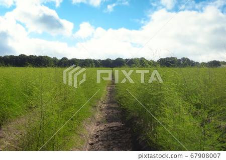 Landscape with asparagus field, fresh plantation of the vegetable asparagus farmers harvest in April 67908007
