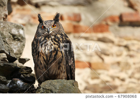 A big brown eared owl sits on ancient stone wall. A big brown eared owl sits on ancient stone wall. 67908068