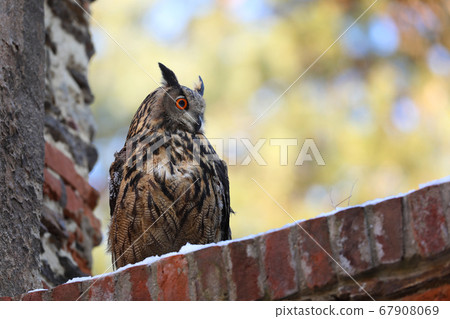 A big brown eared owl sits on an old brick wall. A big brown eared owl sits on an old brick wall. 67908069