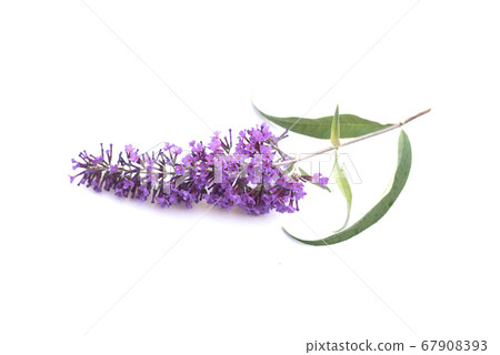 Closeup of buddleia davidii flower and leaves Closeup of buddleia davidii flower and leaves 67908393