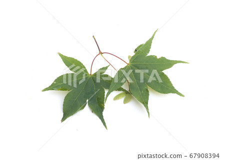 Closeup of maple leaves on white background  67908394