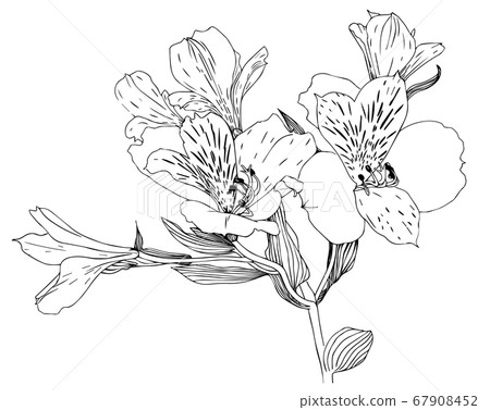 Line art flowers Alstroemeria black silhouettes 67908452