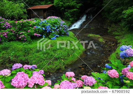 Water mill and hydrangea 67908592