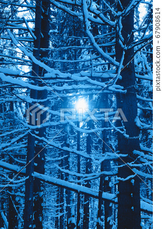 Beautiful winter forest in trendy classic blue color of the year. Beautiful winter forest in trendy classic blue color of the year. 67908614