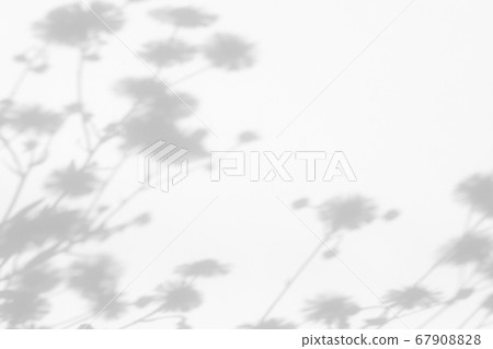 Gray shadows of flowers and grass on white wall 67908828