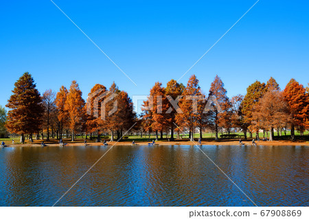 Fallen leaves and anglers of Tokujin Park 67908869