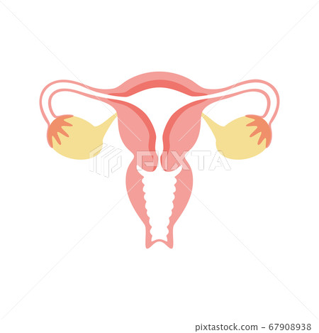 Reproductive system concept 67908938