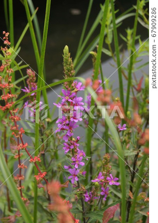 Miso Haki在水邊綻放 67909286