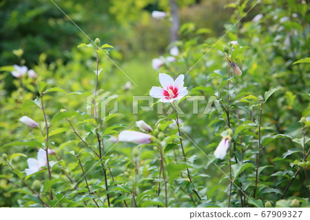 Mukugawa no Hana 67909327