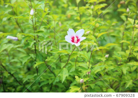 Mukugawa no Hana Mukugawa no Hana 67909328