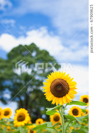 夏天的天空背景上的向日葵特寫 夏天的天空背景上的向日葵特寫 67909625