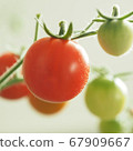  Mini Tomato 67909667