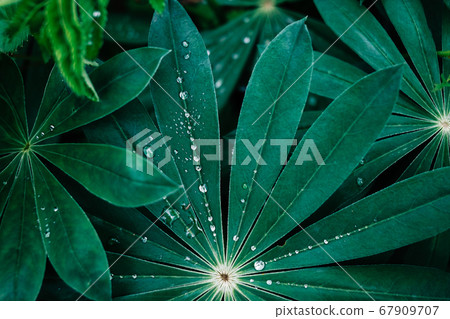 Water droplets on leaves Water droplets on leaves 67909707