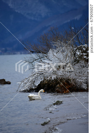 Swan in Lake Inawashiro 67909807