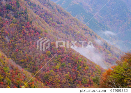 紅葉覆蓋的山面（奈良縣吉野郡天川村） 67909883