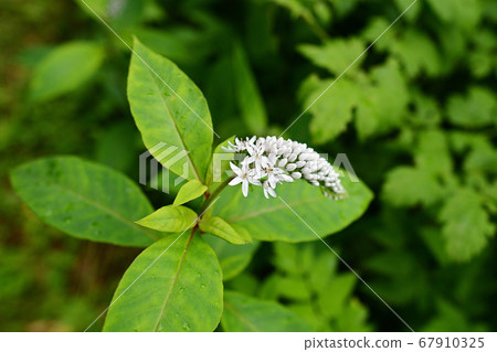 珍珠菜 珍珠菜 67910325