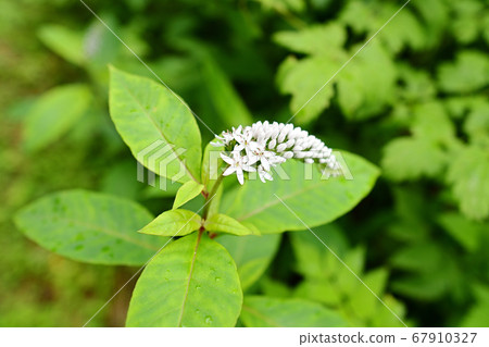 珍珠菜 珍珠菜 67910327