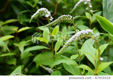 珍珠菜 珍珠菜 67910328