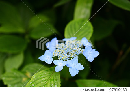 Yamah hydrangea Yamah hydrangea 67910483