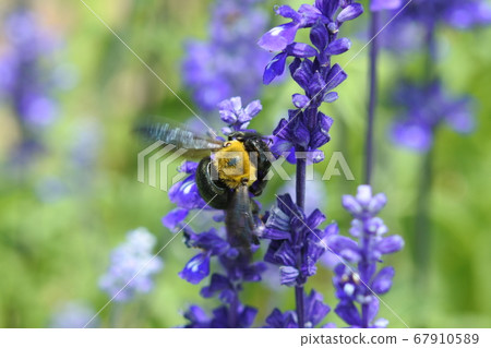 Kumanbachi visiting the flowers of blue salvia and collecting nectar from his back 67910589