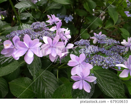  hydrangea 67910633