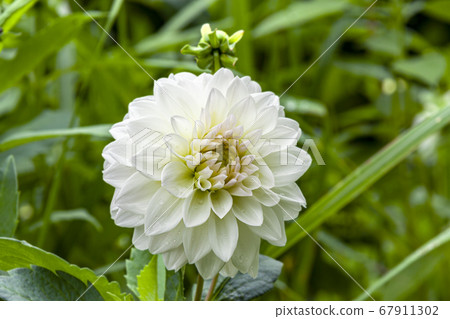 Close up of white dahlia [after the rain] 67911302