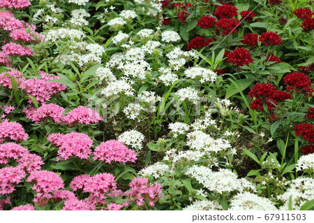 五角大樓鮮花盛開 67911503