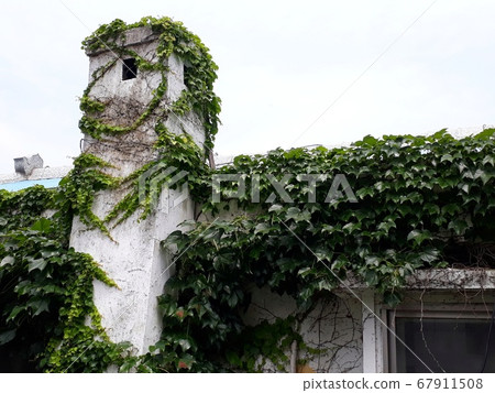 老房子的屋頂和煙囪上覆蓋著常春藤。 老房子的屋頂和煙囪上覆蓋著常春藤。 67911508