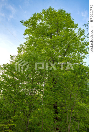 Fresh green Okutone water source forest Fresh green beech forest Minakami Town, Gunma Prefecture Fresh green Okutone water source forest Fresh green beech forest Minakami Town, Gunma Prefecture 67911773
