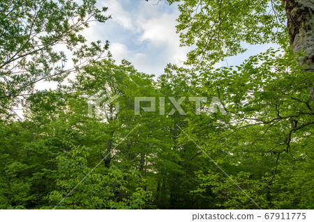 Fresh green Okutone water source forest Fresh green beech forest Minakami Town, Gunma Prefecture 67911775