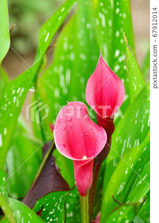 紅色擴音器花 67912014