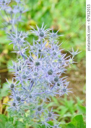 刺有藍紫色刺的刺 刺有藍紫色刺的刺 67912015