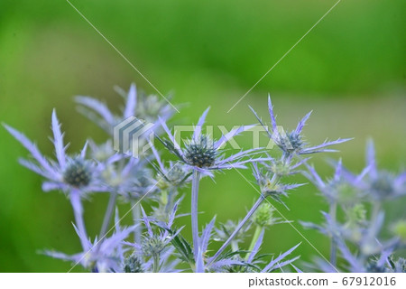 藍紫色 藍紫色 67912016