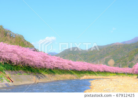 川津櫻 川津町 軟焦點 照片素材 圖片 圖庫