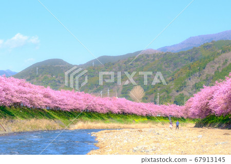 Kawazu Sakura (Kawazu Town) Soft Focus Kawazu Sakura (Kawazu Town) Soft Focus 67913145