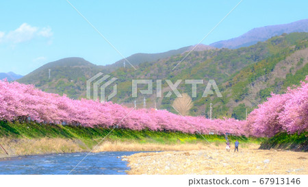 Kawazu Sakura (Kawazu Town) Soft Focus 67913146