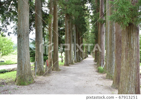 Row of Toga trees at Mt.Tateyama Temple (Kamiichi Town, Toyama Prefecture) Row of Toga trees at Mt.Tateyama Temple (Kamiichi Town, Toyama Prefecture) 67913251