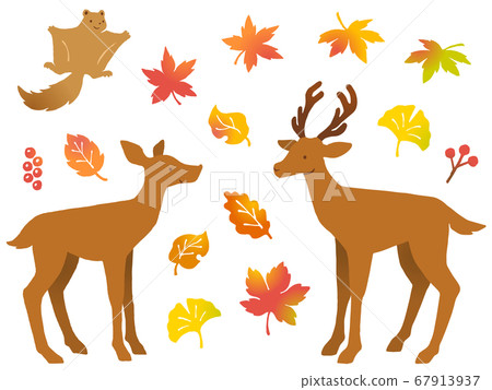 Hand-drawn style illustration set of deer pair, flying squirrel, autumn leaves and tree nuts 67913937