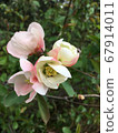 White flowers and buds 67914011