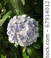 Hydrangea dyed in lilac 67914012