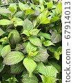 Hydrangea leaves after the rain 67914013