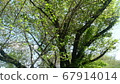 Tree that spreads branches 67914014